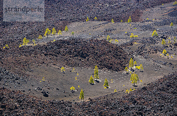 Bäume in vulkanischem Gelände auf der Insel Teneriffa