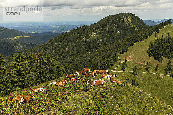 Eine Kuhherde entspannt sich im Sommer auf einer Alpweide