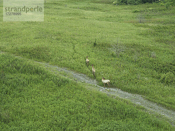Drohnenansicht von drei Elchen  die im grünen Gras spazieren gehen