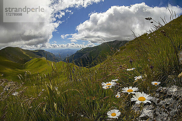 Sommerwiese im Ambro-Tal