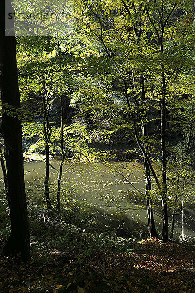 Fluss fließt durch grünen Herbstwald im Elbsandsteingebirge