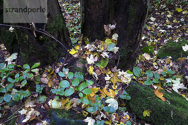 Gefallene Herbstblätter liegen auf dem Waldboden