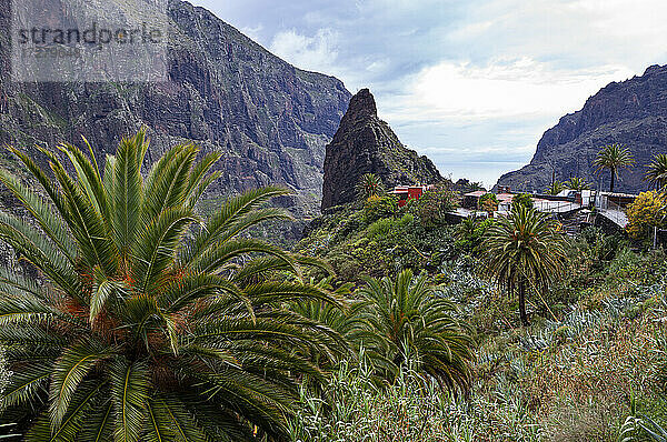 Spanien  Provinz Santa Cruz de Tenerife  Masca  Palmen vor einem Bergdorf im Macizo de Teno-Gebirge