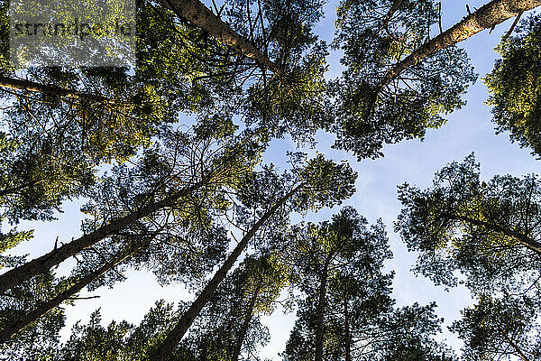 Baumkronen von Waldbäumen