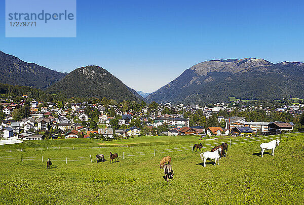 Weidende Pferdeherde auf einer Wiese bei der Stadt vor blauem Himmel an einem sonnigen Tag  Salzkammergut  Österreich