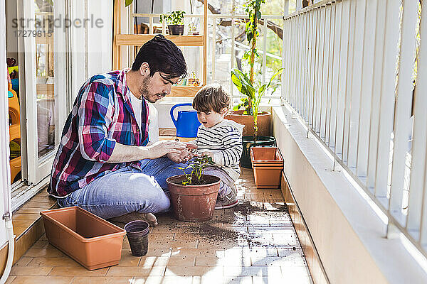 Mann und Junge pflanzen Erdbeerpflanze in Topf  während sie auf dem Balkon sitzen