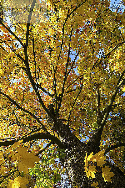 Gelber Ahornbaum im Herbst