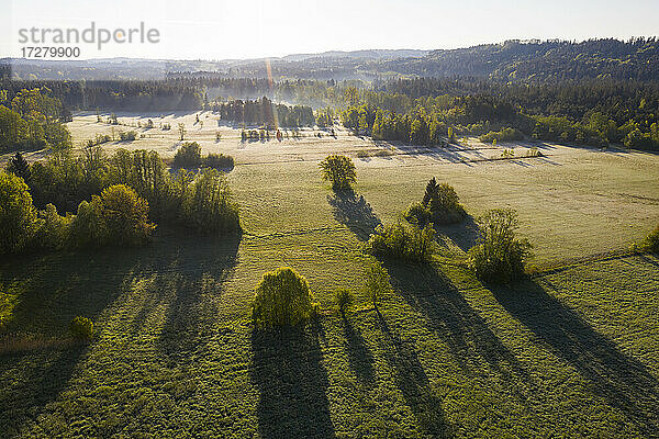 Drohnenansicht einer grünen Waldlandschaft bei Sonnenaufgang