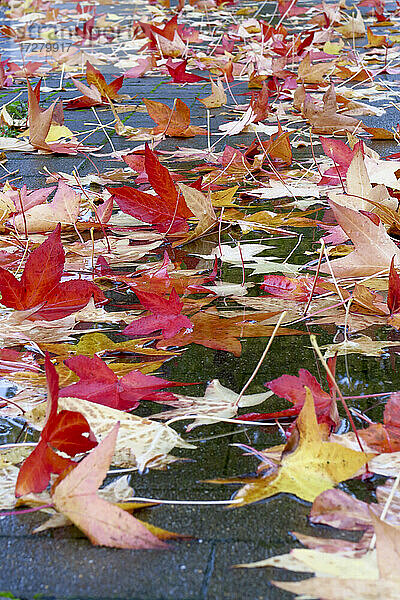 Abgefallene Blätter des Amerikanischen Eibischs (Liquidambar styraciflua)  die im Herbst auf dem Bürgersteig liegen