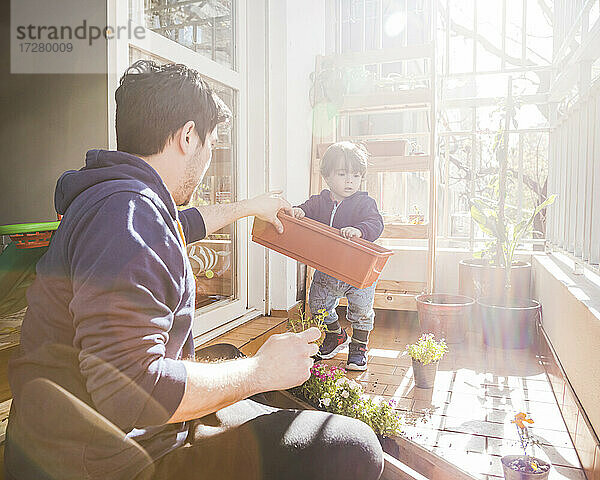 Junge hilft Vater beim Pflanzen von Pflanzen auf dem Balkon