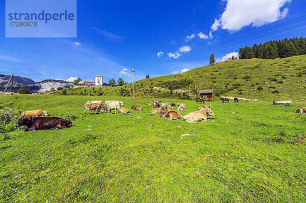 Rinder entspannen sich im Sommer auf grünem Gras im Tannheimer Tal