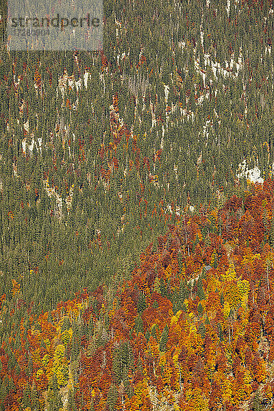 Blick von oben auf grüne und orangefarbene Bäume im Herbst  Altaussee  Salzkammergut  Steiermark  Österreich