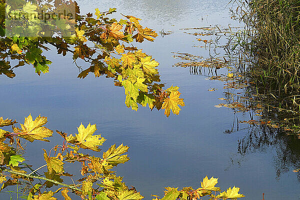 Herbstbaumzweige baumeln über die Oberfläche des glänzenden Sees