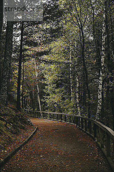 Leerer Fußweg im Herbstwald