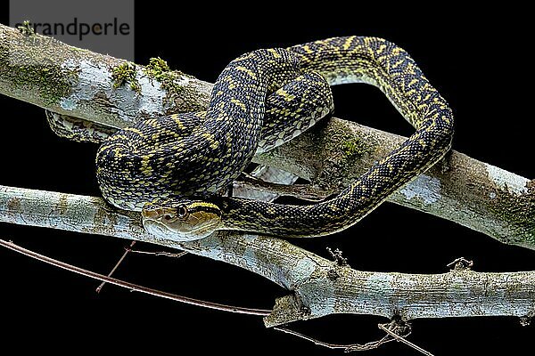 Habuschlange (Protobothrops flavoviridis) Okinawa  Japan  Asien