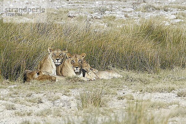 Afrikanische Löwen (Panthera leo)  Weibchen im Gras liegend  Etosha National Park  Namibia  Afrika