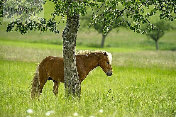 Pferd  Hauspferd (Equus caballus)  Haflinger auf weitläufiger Weide unter Apfelbaum  Nidda  Hessen  Deutschland  Europa