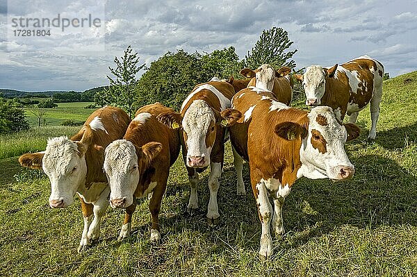 Weibliche Hausrinder (Bos taurus) ohne Horn  neugierige Kühe auf der Weide  Nidda  Hessen  Deutschland  Europa