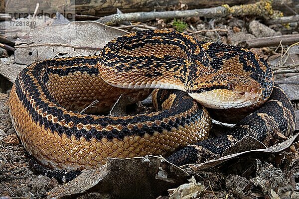 Südamerikanischer Buschmeister (Lachesis muta) Französisch-Guayana