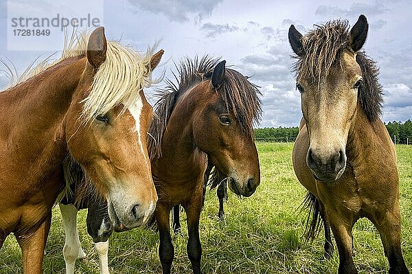 Pferde  Hauspferde (Equus caballus) auf weitläufiger Weide  Nidda  Hessen  Deutschland  Europa