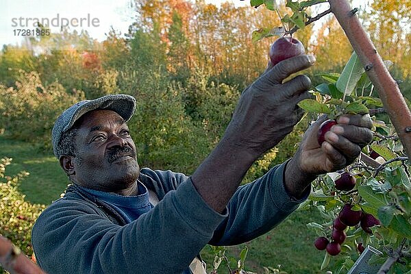 Jamaikanische Wanderarbeiter pflücken Äpfel auf den Allenholm Farms in South Hero  Vermont  USA  Nordamerika