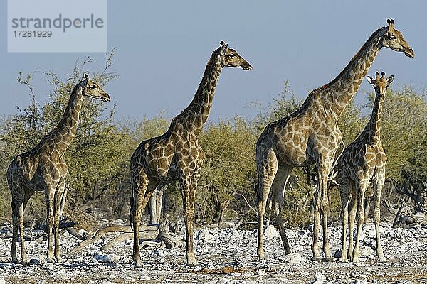 Angola-Giraffen (Giraffa camelopardalis angolensis)  Herde mit jungem Männchen neben dem Wasserloch in der Abendsonne  Etosha National Park  Namibia  Afrika