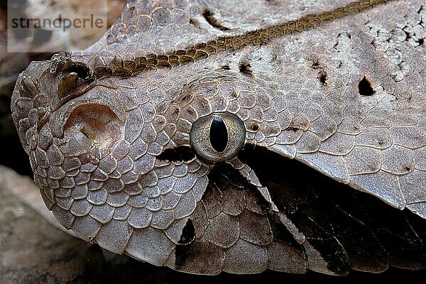 Gabunviper (Bitis gabonica) Kamerun