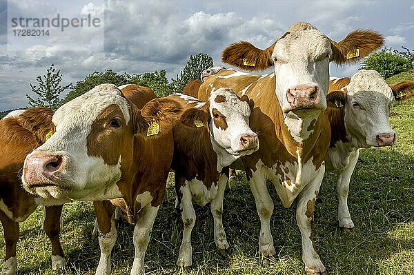 Weibliche Hausrinder (Bos taurus) ohne Horn  neugierige Kühe auf der Weide  Nidda  Hessen  Deutschland  Europa