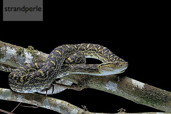 Habuschlange (Protobothrops flavoviridis) Okinawa  Japan  Asien