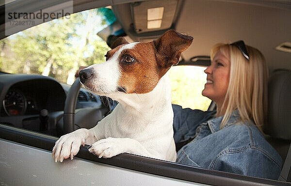Jack Russell Terrier Hund genießt eine Autofahrt