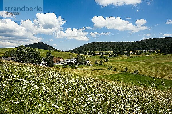 Herrenschwand  Südschwarzwald  Schwarzwald  Baden-Württemberg  Deutschland  Europa