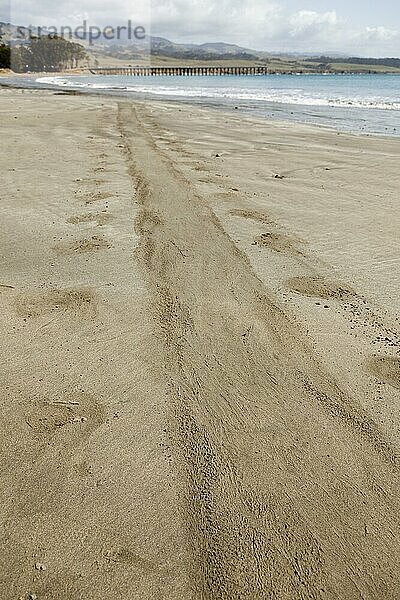 Spur von Seeelefanten auf dem Sand der Meeresküste