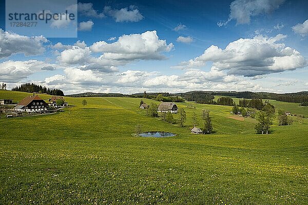 Bauernhöfe und Blumenwiese und Teich  Jostal  bei Breitnau  Hochschwarzwald  Schwarzwald  Baden-Württemberg  Deutschland  Europa