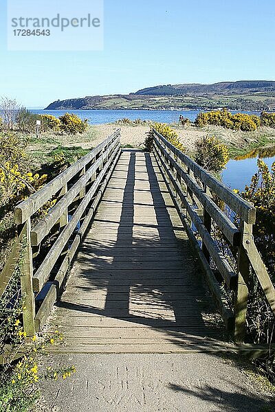Brücke mit gelb blühendem Ginster (Genista) auf Wanderweg zum Strand bei Brodick  Isle of Arran  Sotland  Großbritannien  Europa