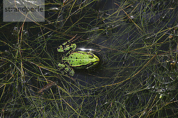 Grüner Frosch entspannt im Teich