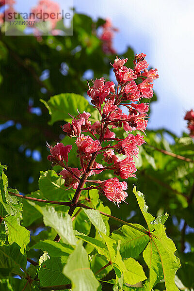 Blüten des Kastanienbaums im Frühling