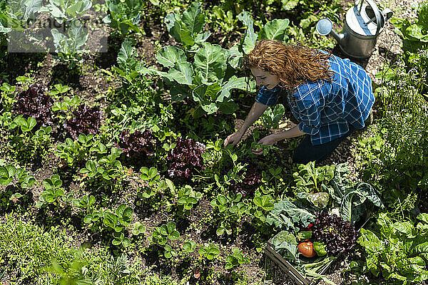 Frau bei der Ernte von Gemüse im Bio-Garten an einem sonnigen Tag