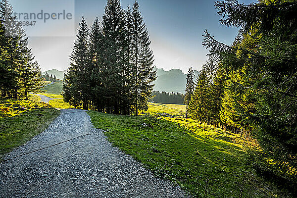 Ländlicher Feldweg in den Allgäuer Alpen in der Abenddämmerung