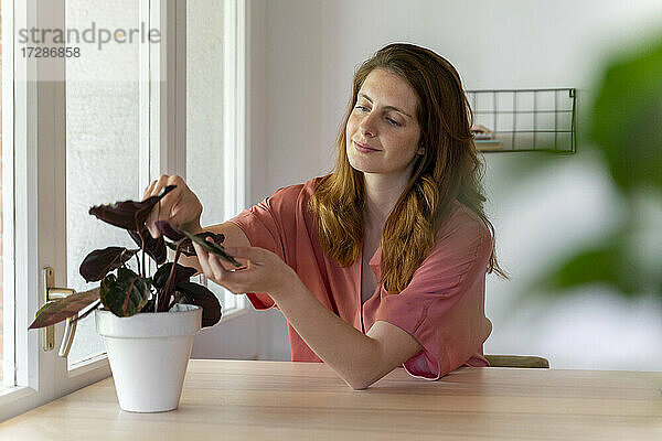 Frau berührt Blätter einer Topfpflanze auf dem Tisch zu Hause
