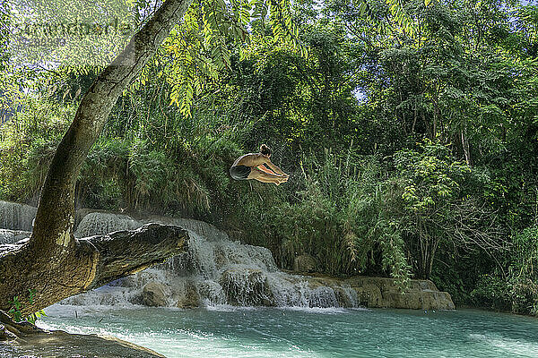 Junger Mann springt am Kuang Si-Wasserfall in Luang Prabang  Laos