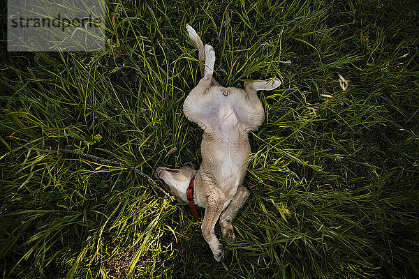 Hund im Gras liegend
