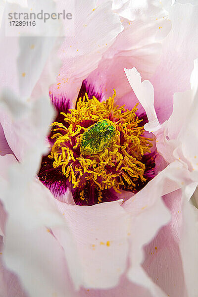 Käfer  der den Pollen einer rosa blühenden Pfingstrose frisst