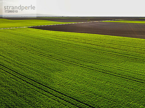 Luftaufnahme eines grünen Weizenfeldes im Sommer