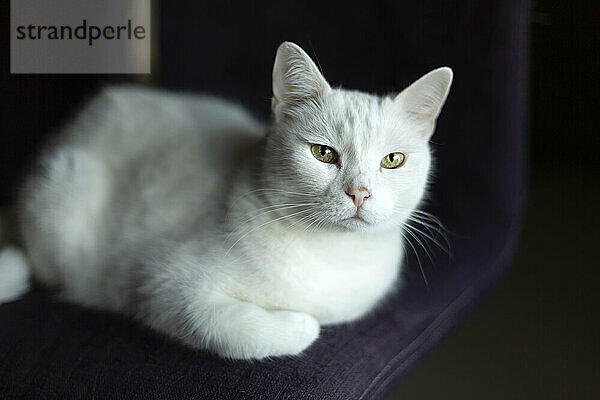 Weiße Katze auf Stuhl liegend zu Hause