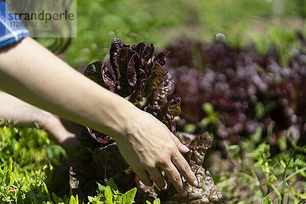 Frau erntet frische Salatblätter im Garten