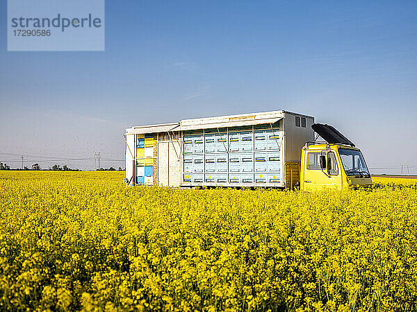 In einem blühenden Rapsfeld geparkter Bienenstock-Lkw