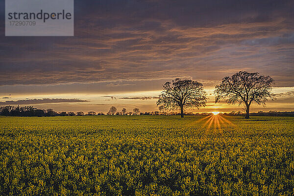 Rapsfeld bei bewölktem Sonnenuntergang