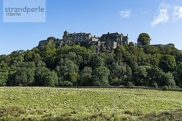 UK  Schottland  Stirling  Schafherde auf der Weide am Fuße von Stirlling Castle