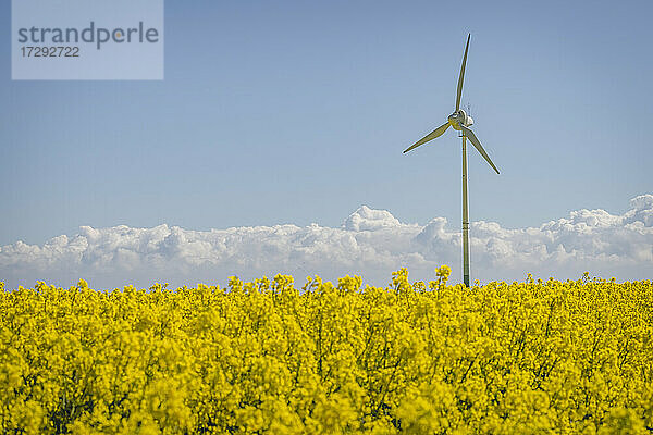 Rapsfeld mit Windkraftanlage im Hintergrund