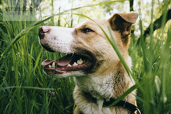 Rettungshund einer gemischten Rasse  der mitten auf einer Frühlingswiese wegschaut